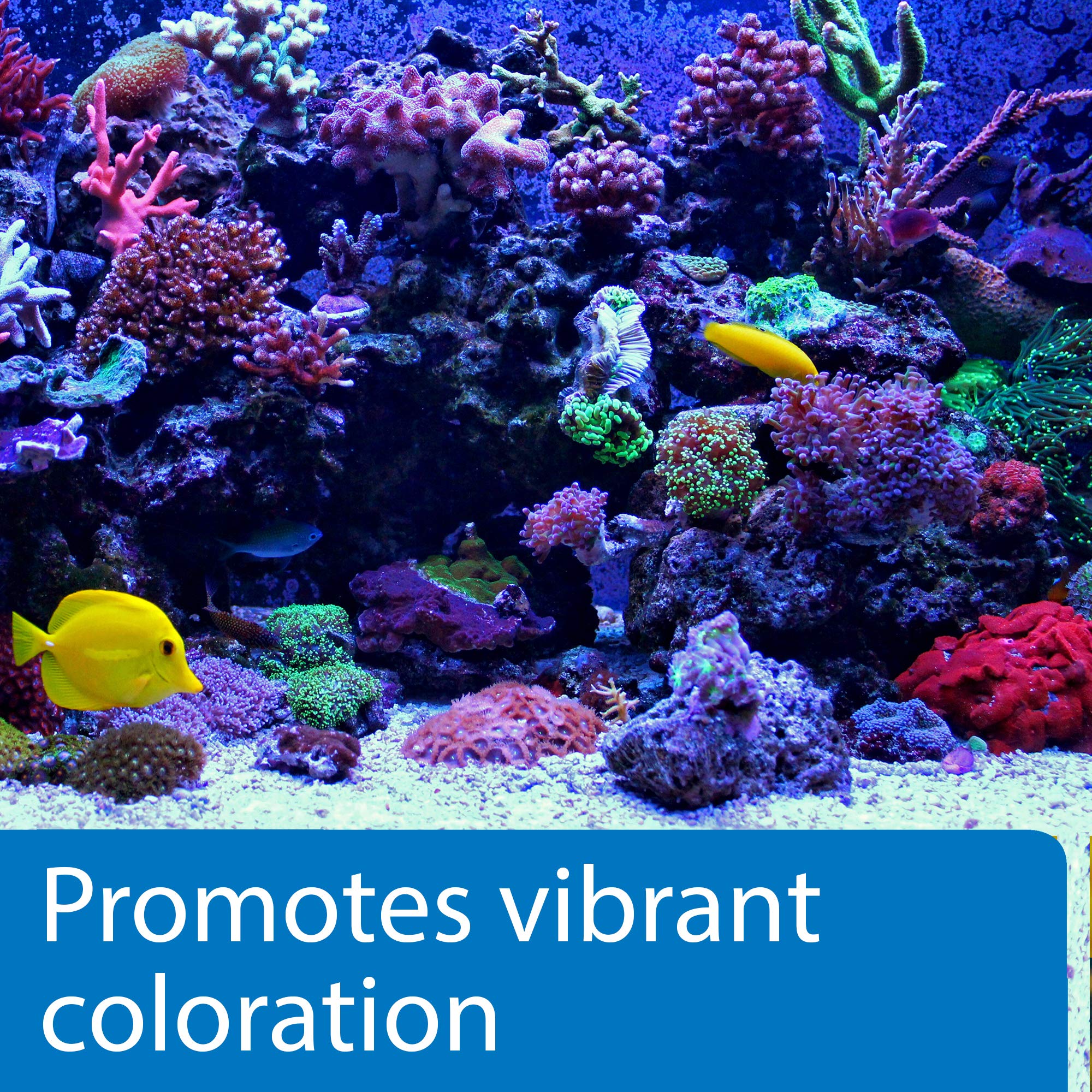 API Marine Calcium: coloracion vibrante de corales en el acuario