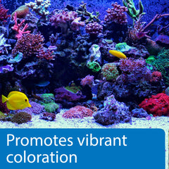 API Marine Calcium: coloracion vibrante de corales en el acuario