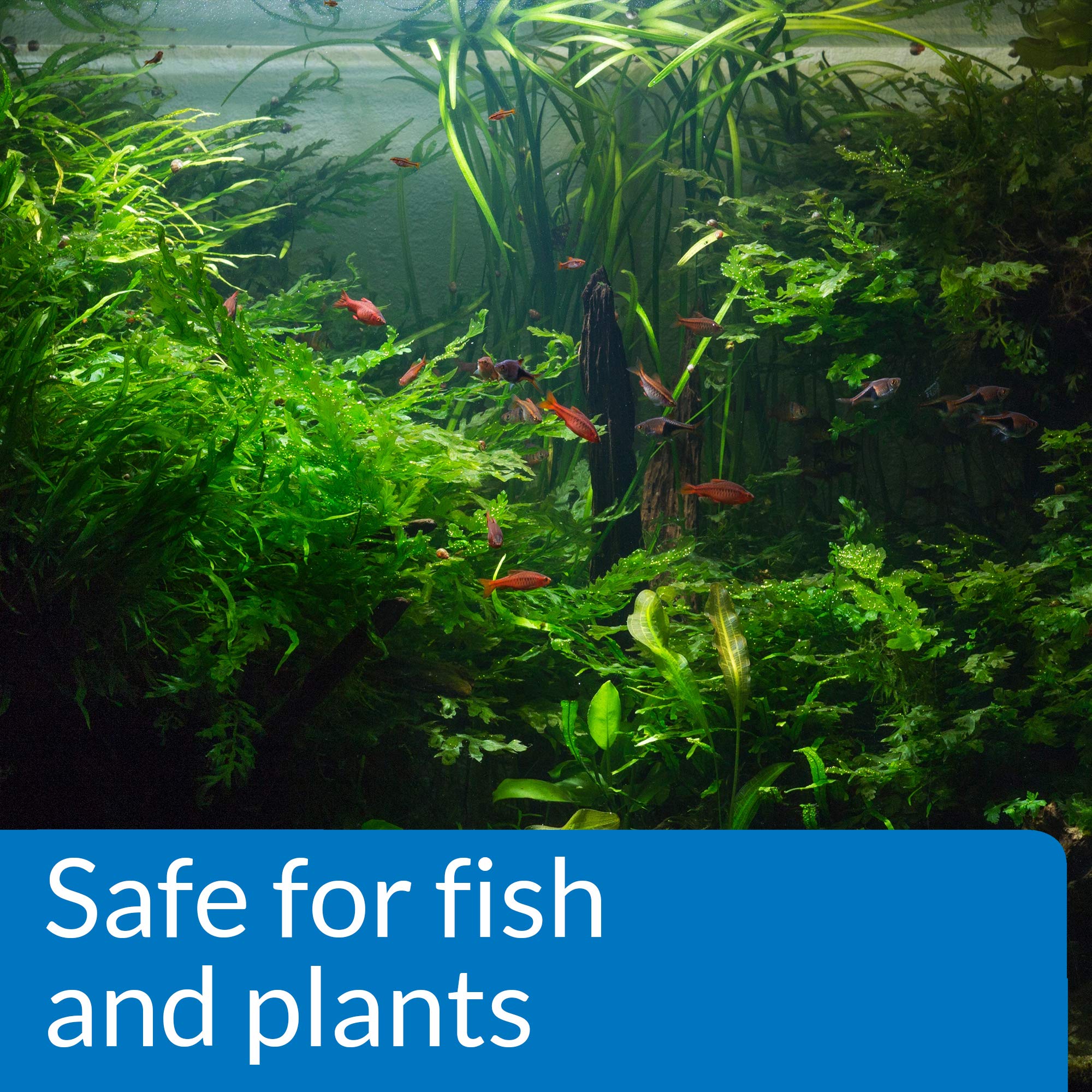 Acuario con peces tropicales y plantas, usando API pH UP para pH adecuado