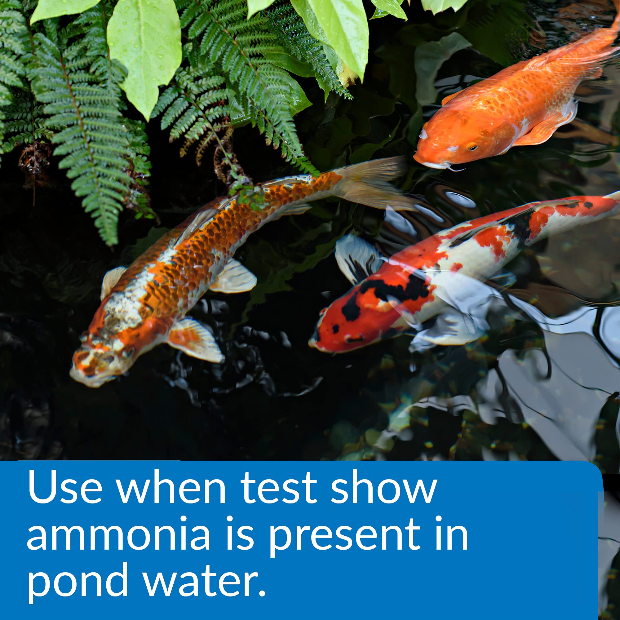 API POND AMMO-LOCK, detoxificador de amonio para agua del estanque, mejora condiciones para peces.