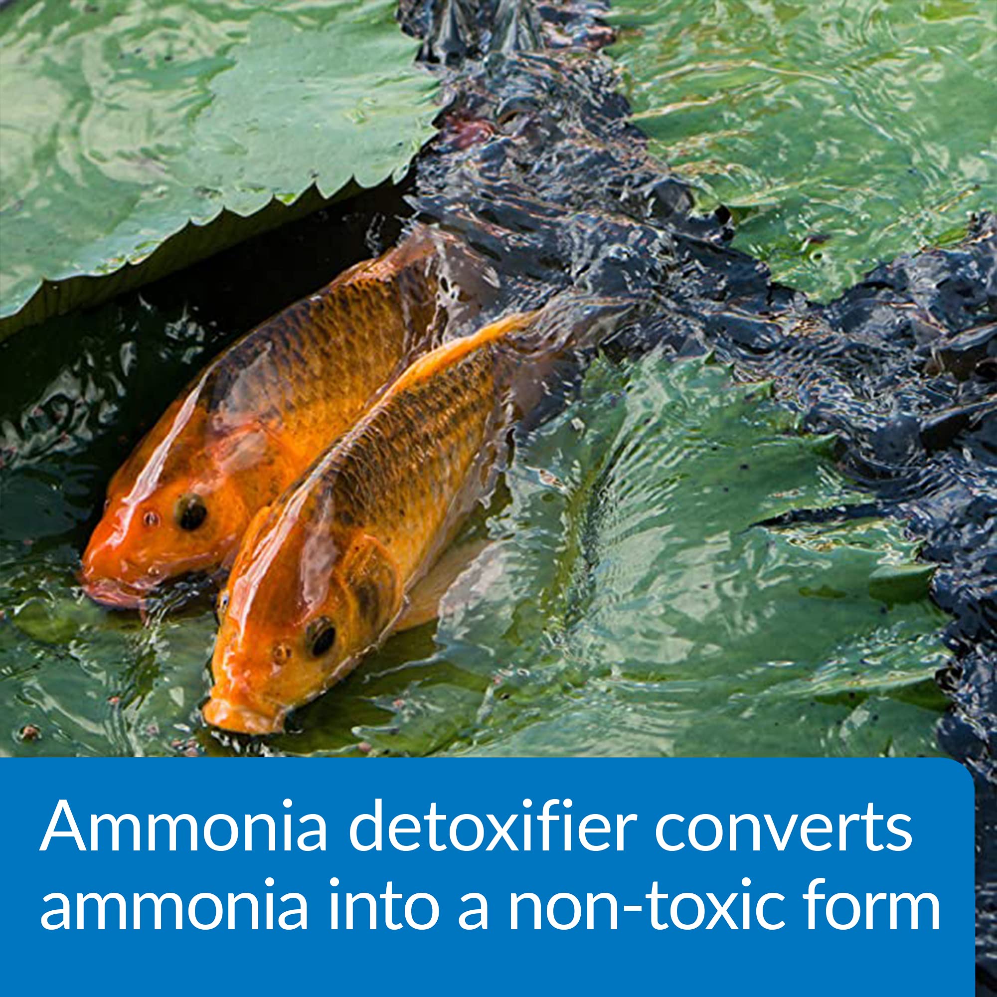 API POND AMMO-LOCK, elimina el estrés de peces por amonio en el agua.