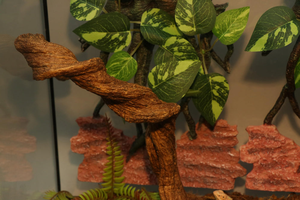 AQUA KT decoración natural que mejora la estética del terrario