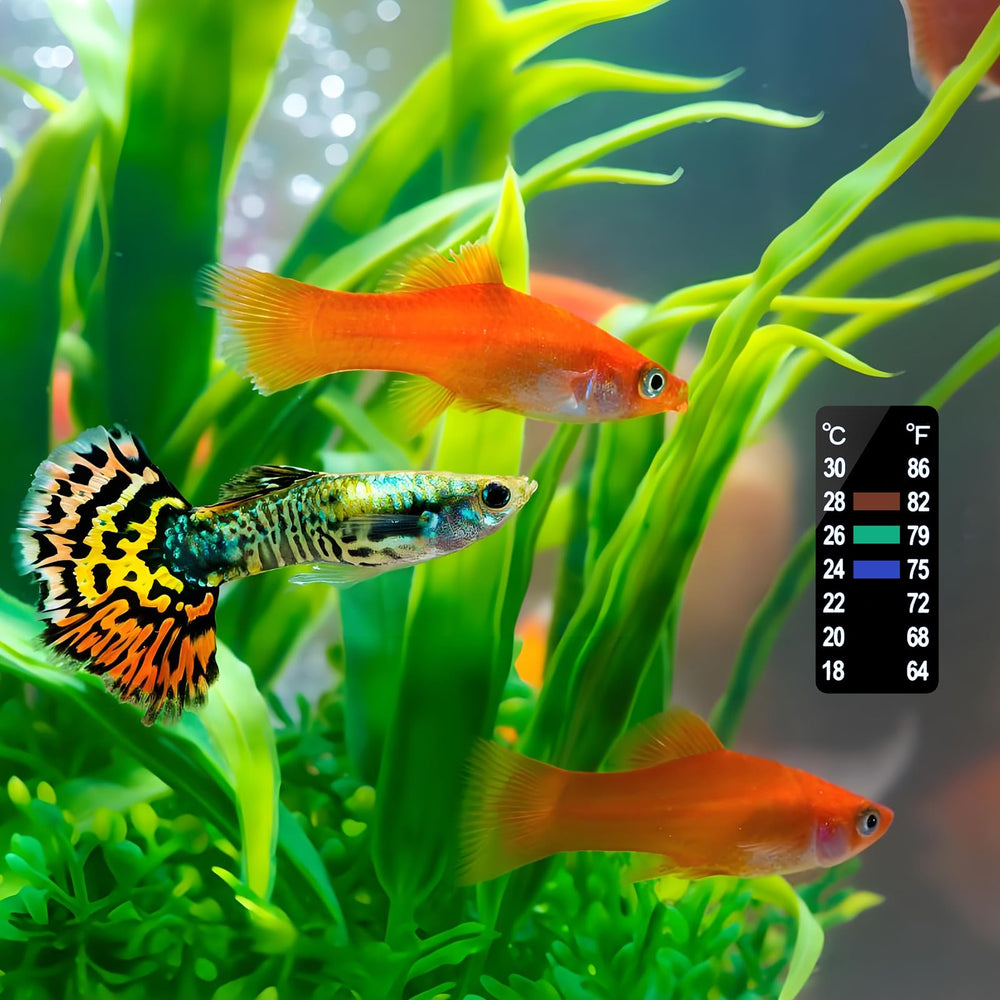 Indicador de temperatura AQUANEAT para acuario y terrario para control sencillo.
