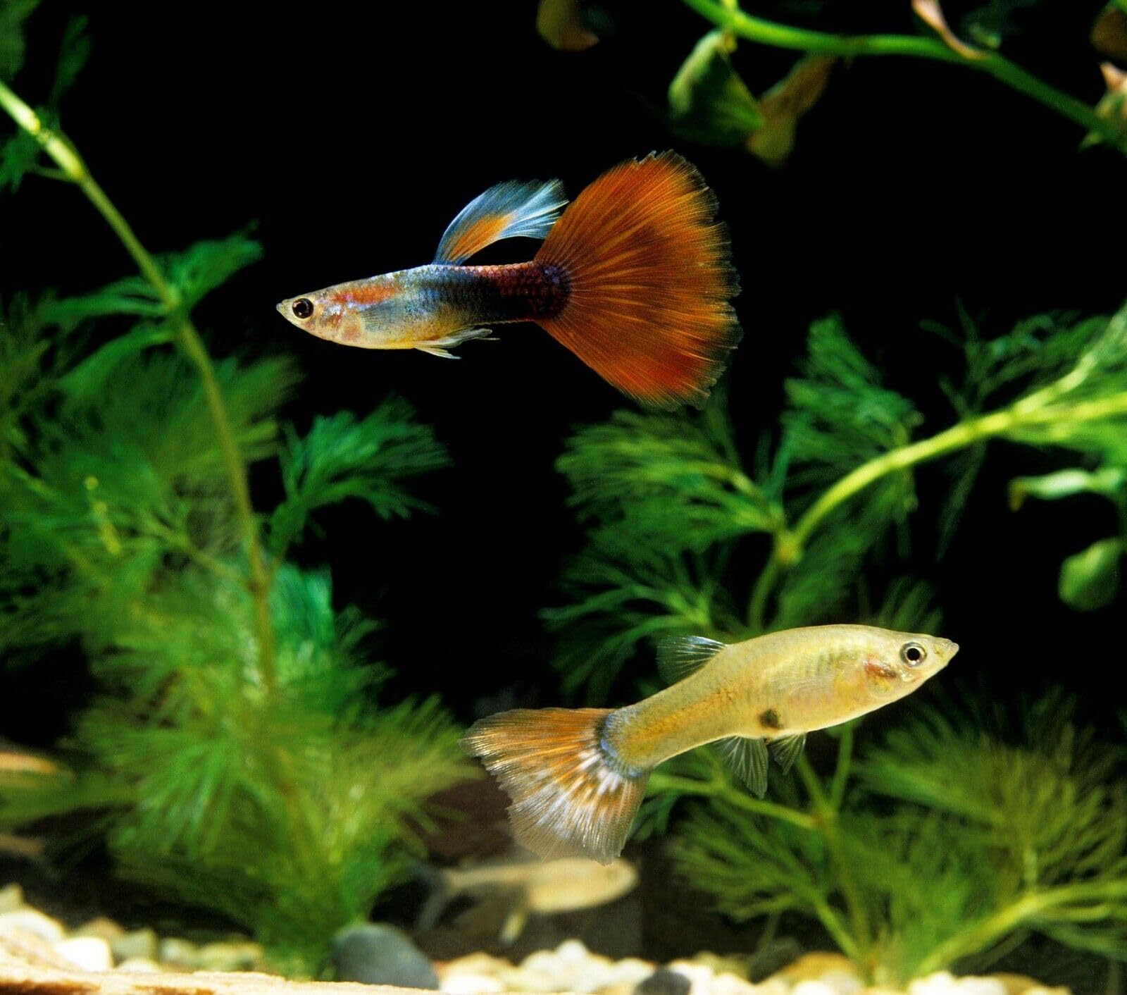 Granulos hundidos para crías de cíclidos con Spirulina de Aquatic Foods