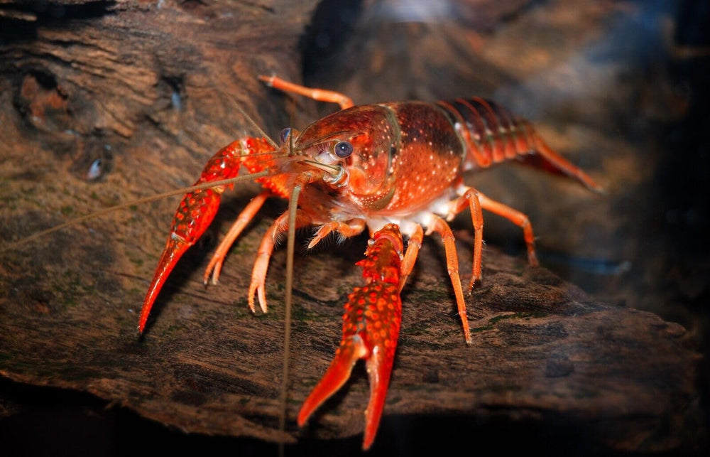 Alimentador de calcio Aquatic Foods Inc. dos tamaños ofrece versatilidad para especies variadas.