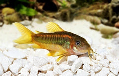 Alimentador de calcio Aquatic Foods Inc. contiene krill y spirulina para colores vivos.