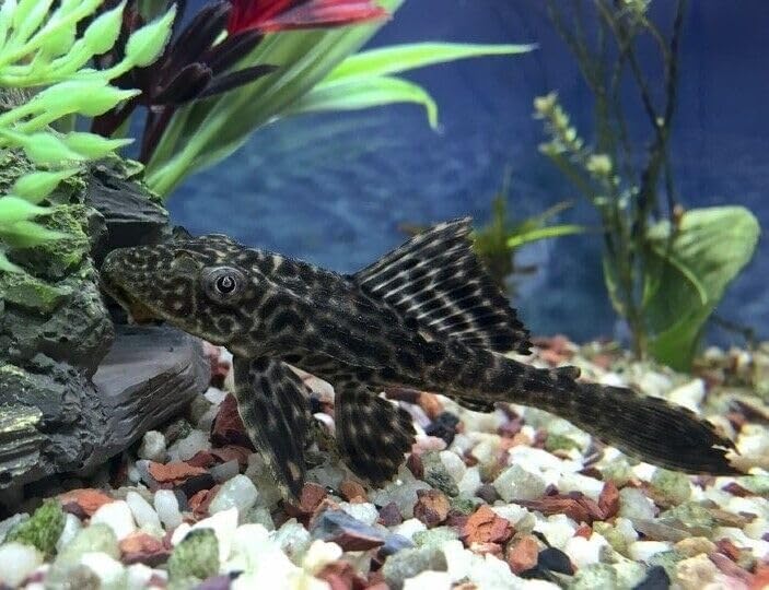 Alimentador de calcio Aquatic Foods Inc. libre de polvo reduce residuos en el acuario.