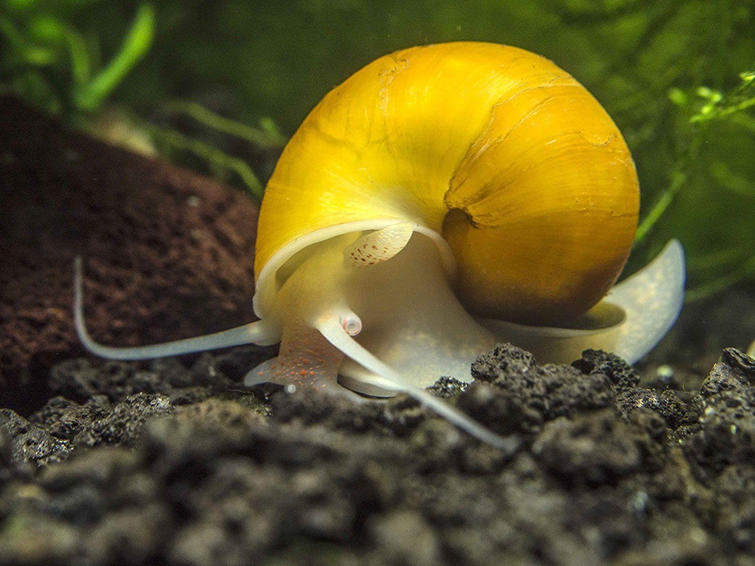 Aquatic Foods Inc. Conchas calcio krill espirulina: enriquecidas con ingredientes naturales.