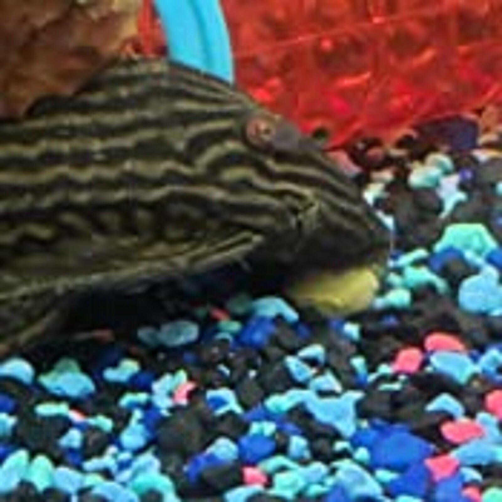 Aquatic Foods Inc. Empaque de 11 oz para almacenamiento práctico.