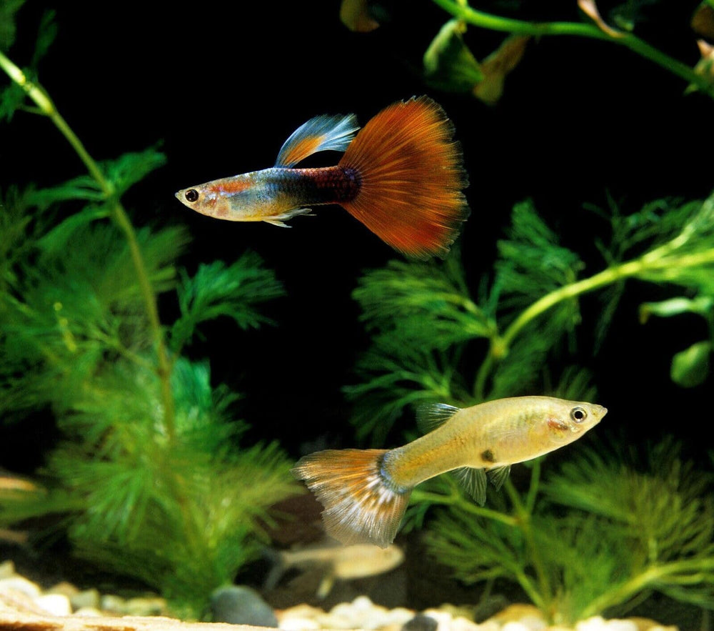 Envase doble foil de Aquatic Foods Inc, mantiene frescura durante el envio