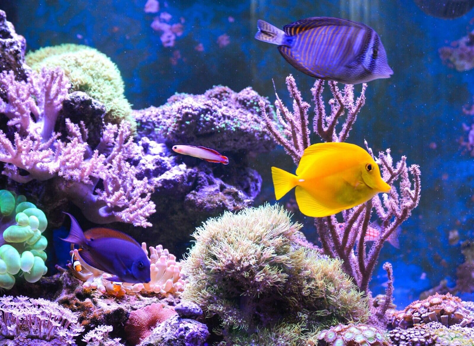 Uso recomendado para corales y peces marinos: gusanos de sangre liofilizados flotantes Aquatic Foods Inc.