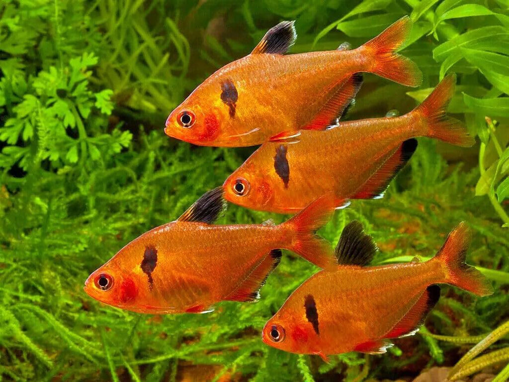 Forma de uso sencillo de Aquatic Foods Inc para acuarios tropicales