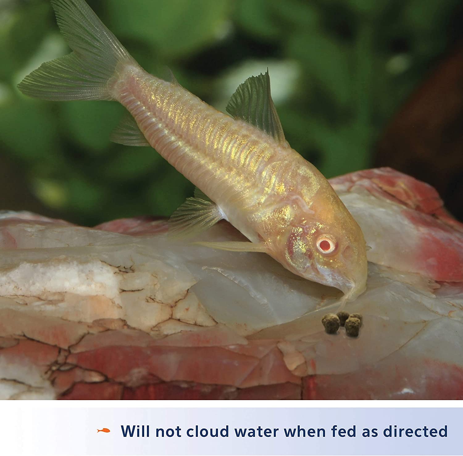 Aqueon gránulos para camarones, apoyo para crecimiento y vitalidad