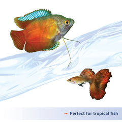 Aqueon Nutrinsect pez comiendo, alimentación completa para acuario tropical