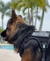 AUROTH arnés táctico para perro grande – delantero ideal para entrenamiento sin tirar
