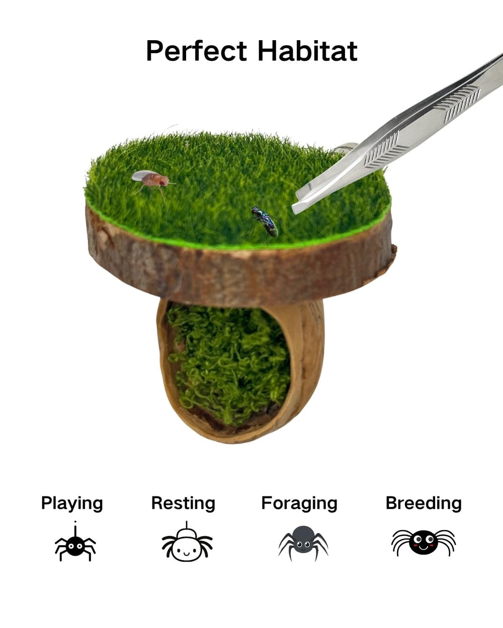 Autzom hábitat natural, tono cálido que se integra con el terrario.