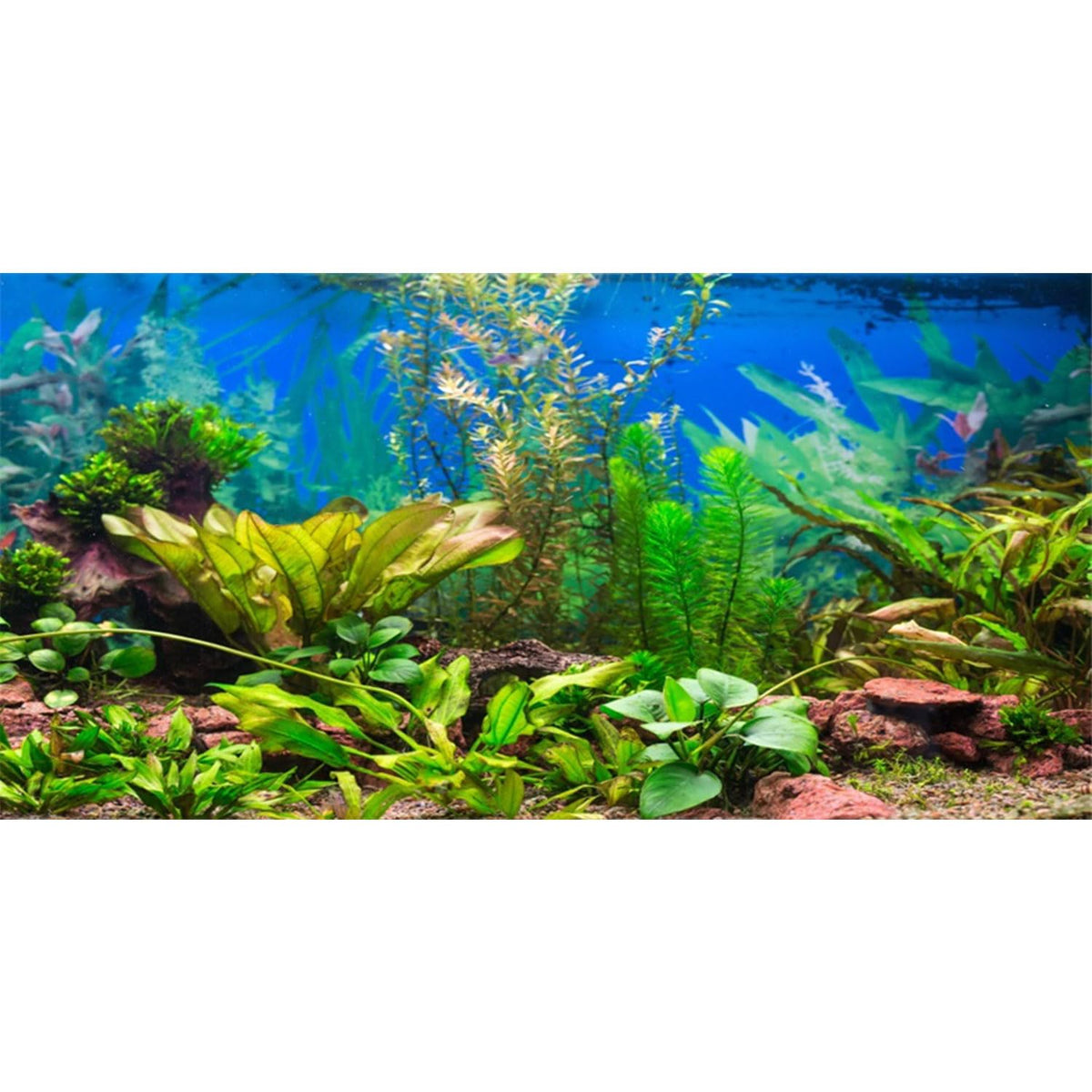 AWERT fondo para acuario río con plantas, ideal para profundidad visual y ambiente natural