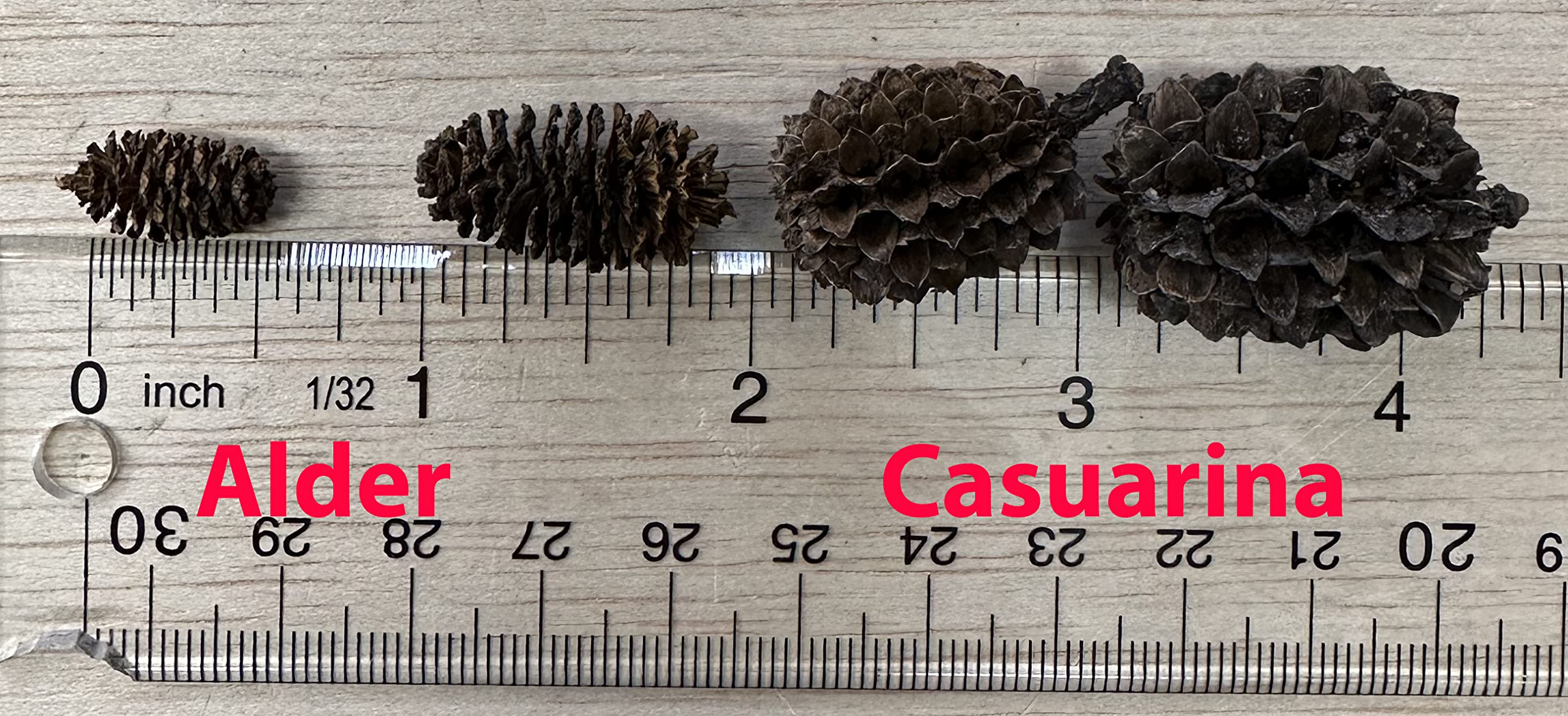 Alder y Casuarina en acuario crean hábitat más natural.