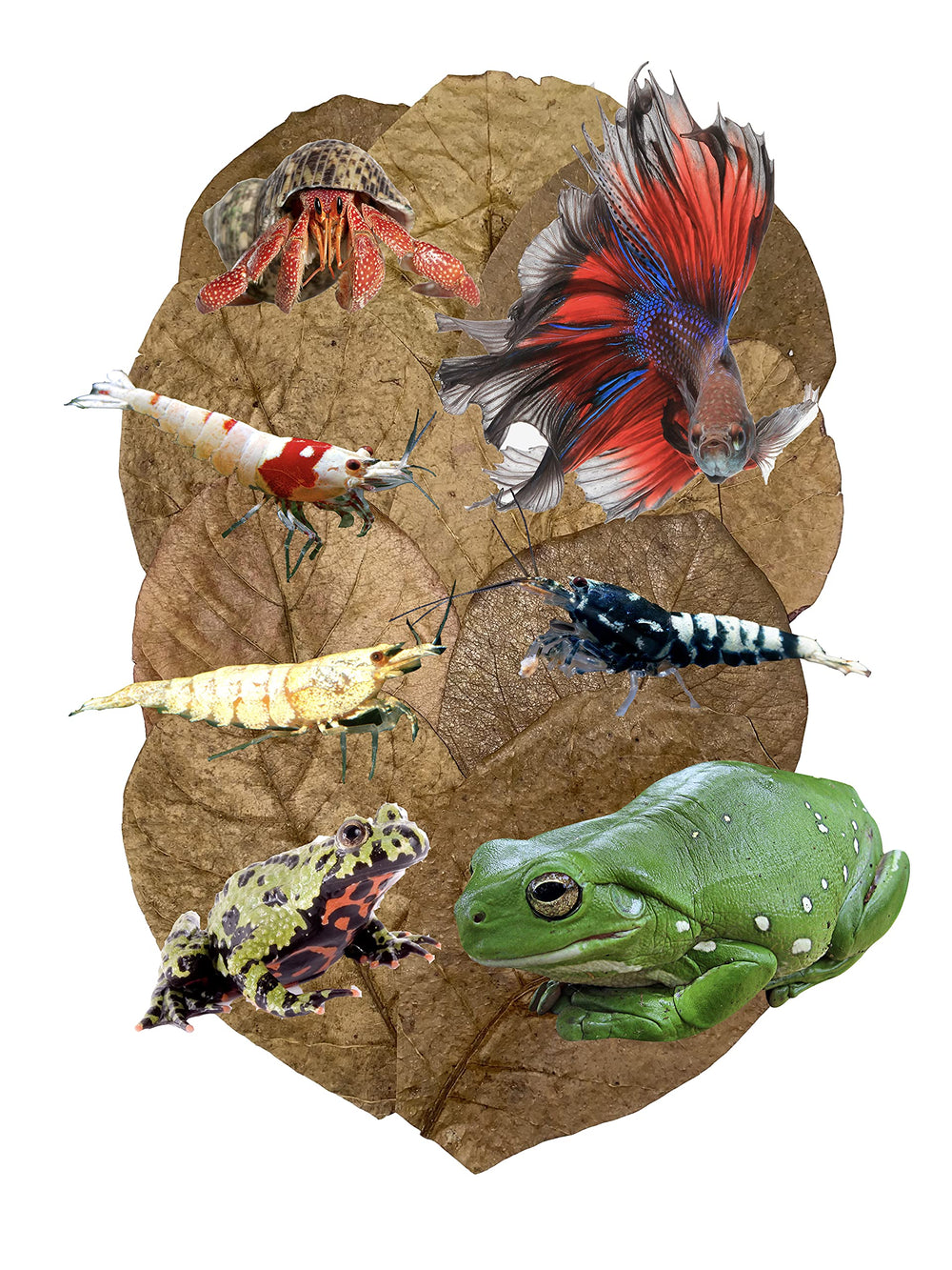 Awesome Aquatic: paquete de 10 hojas-catappa para acuarios, mejora la textura del agua y el habitat.