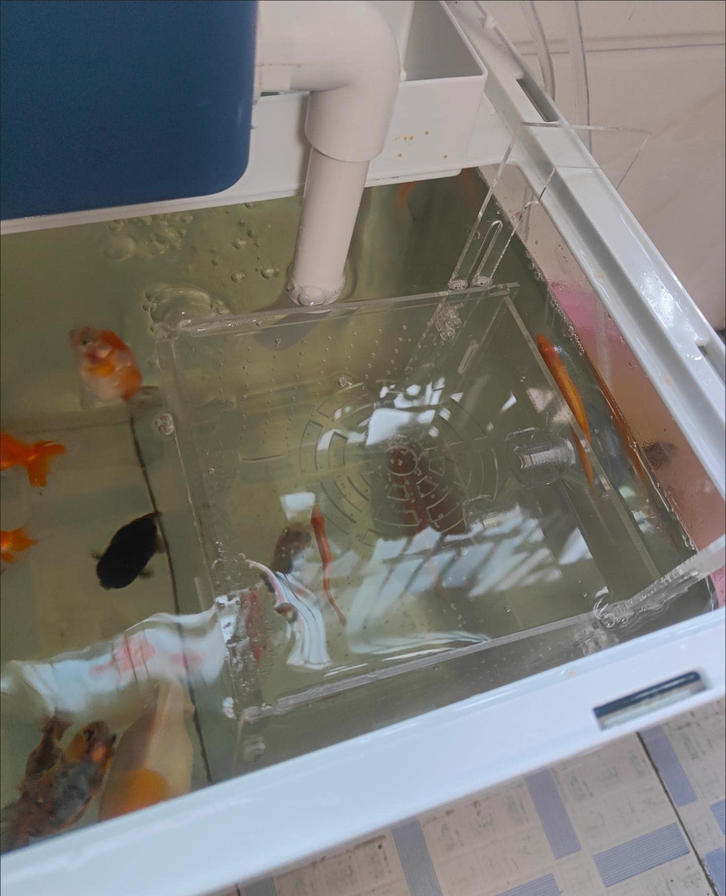 AWXZOM incubadora-para-peces-vivos, uso para crías pequeñas