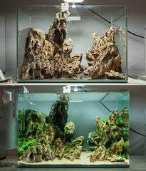 AWXZOM rocas decorativas dragon natural para acuario, aptas para sostener musgos y plantas.