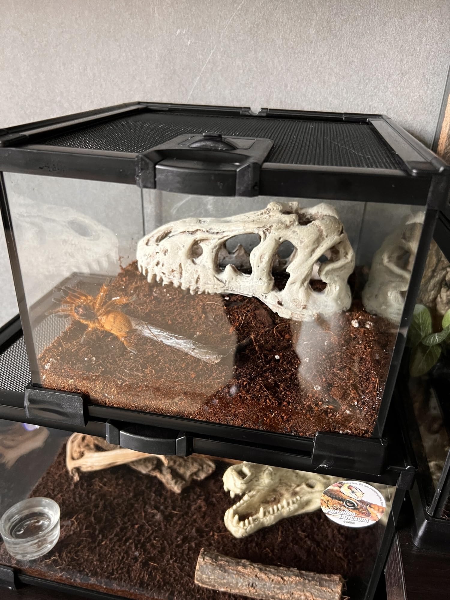 AWXZOM Terrario de vidrio para reptiles y anfibios variados