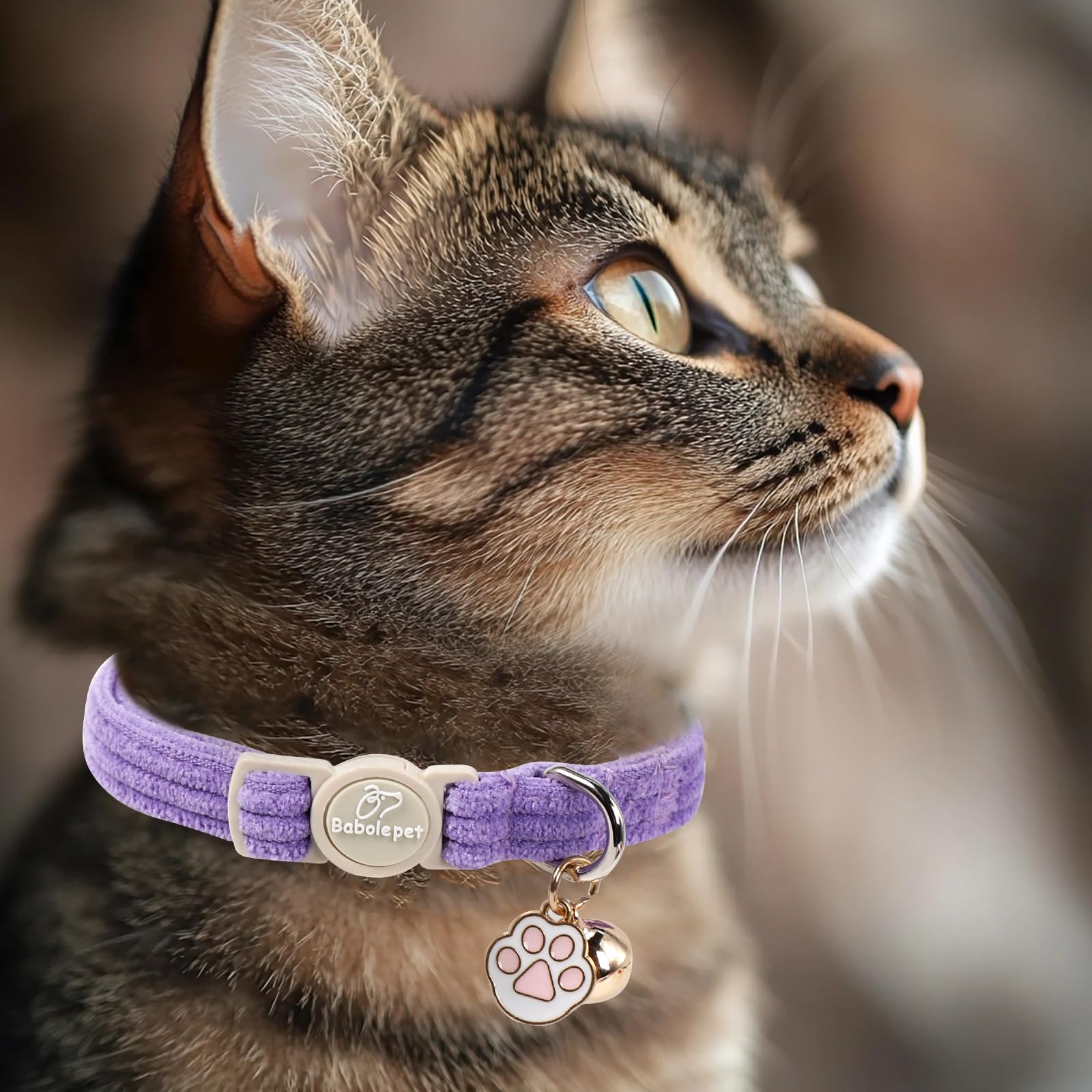 Collar Babole Pet de pana diseño elegante para cualquier ocasión.