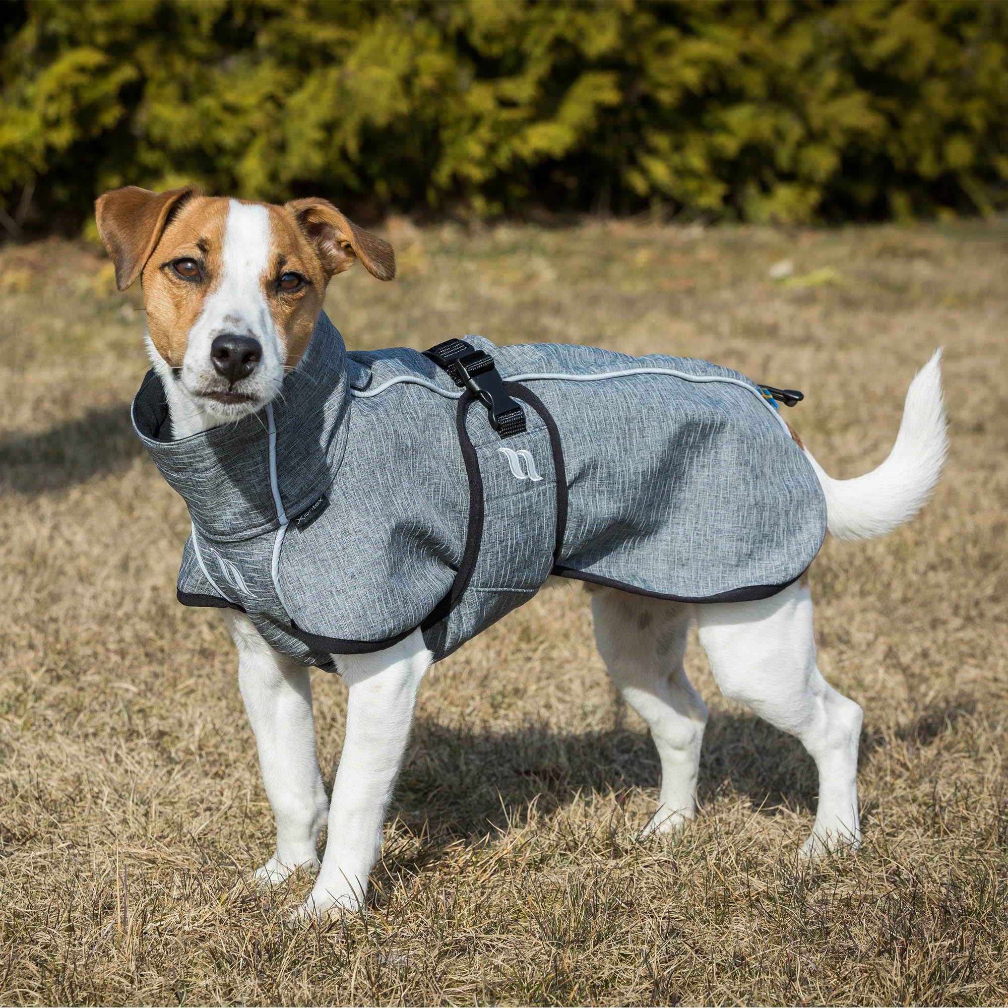 Back on Track Bark Coat enfoque en movilidad para perros de cola alta.
