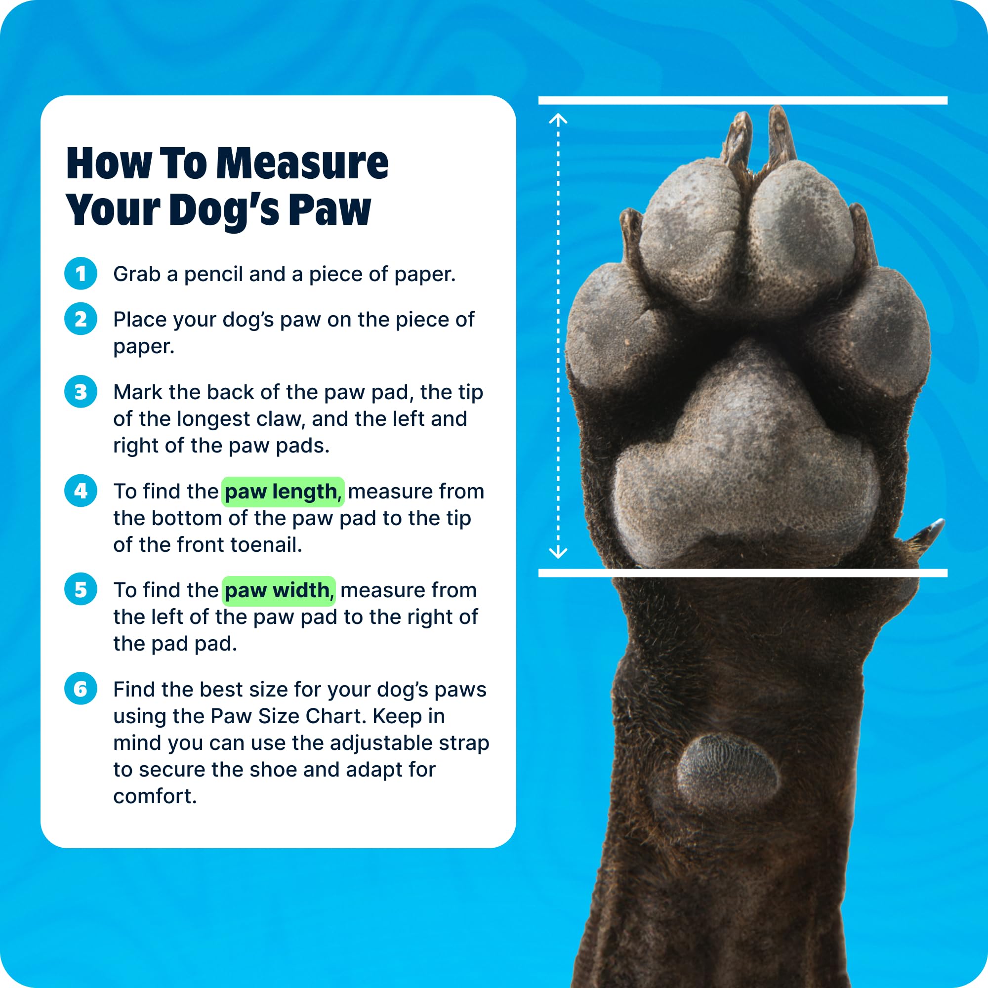 BarkBox Aqua Crocs para perros: diseño resistente y ligero.