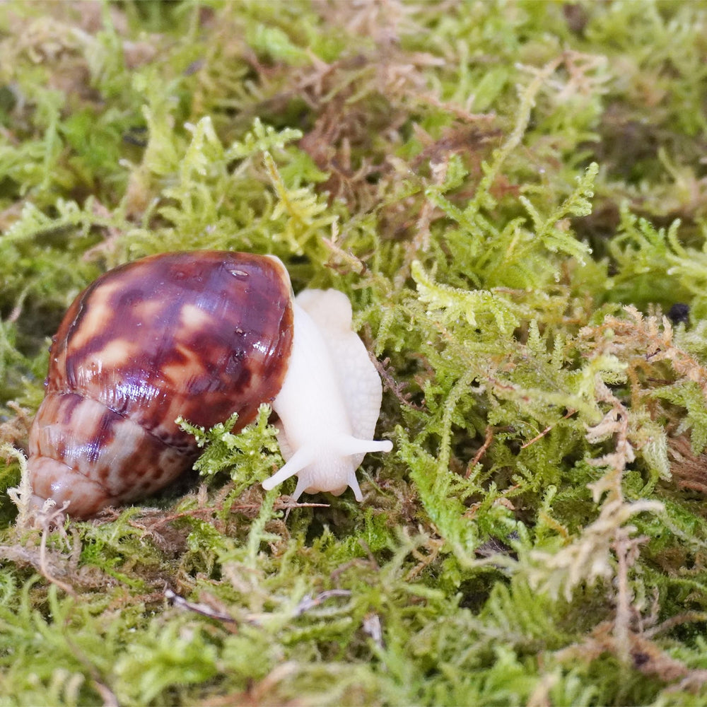 Begeterday musgo húmedo mantiene la humedad en el terrario de caracoles.