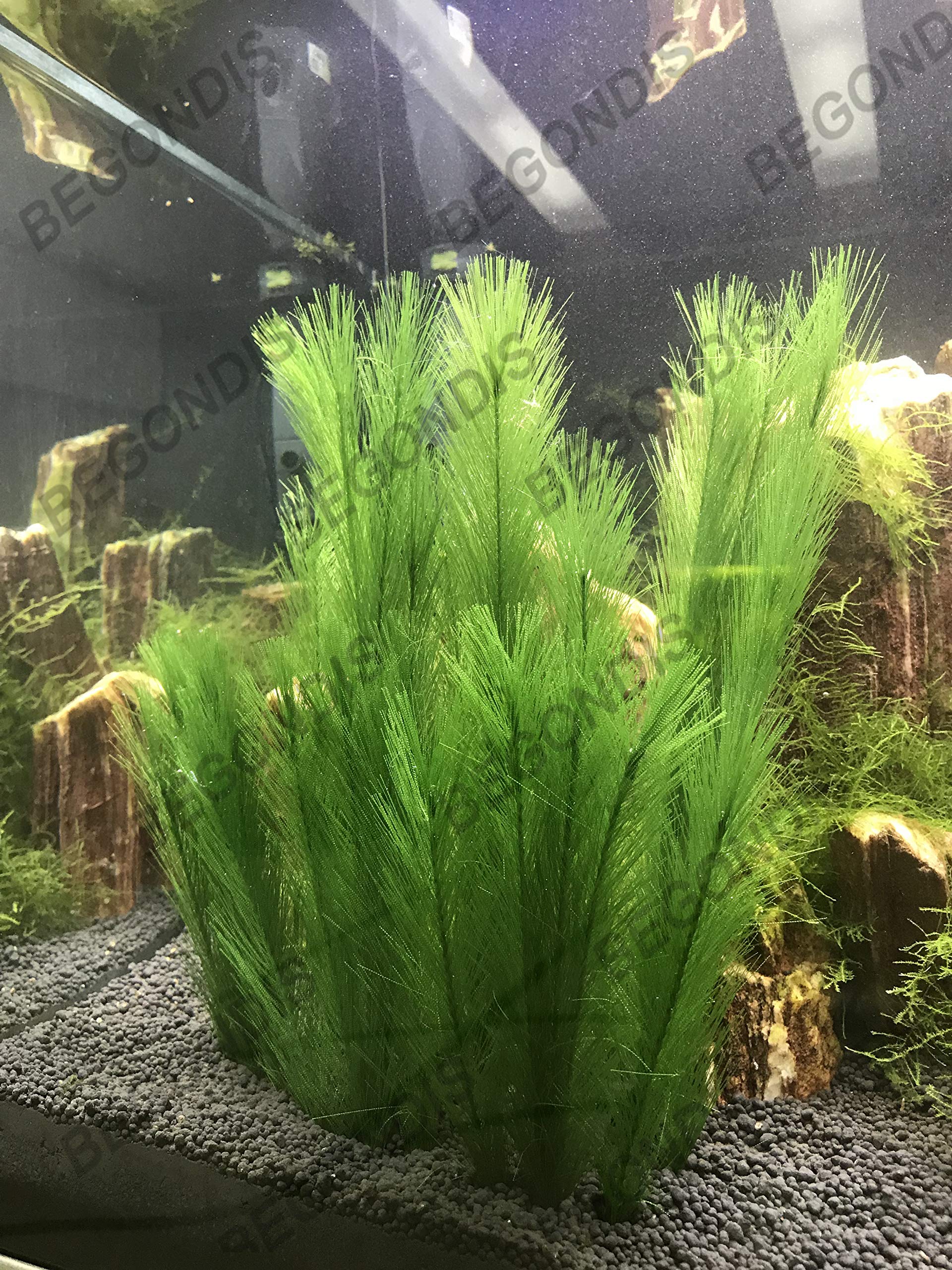 BEGONDIS planta acuario 30x17 cm por pieza: tamaño para distribución.