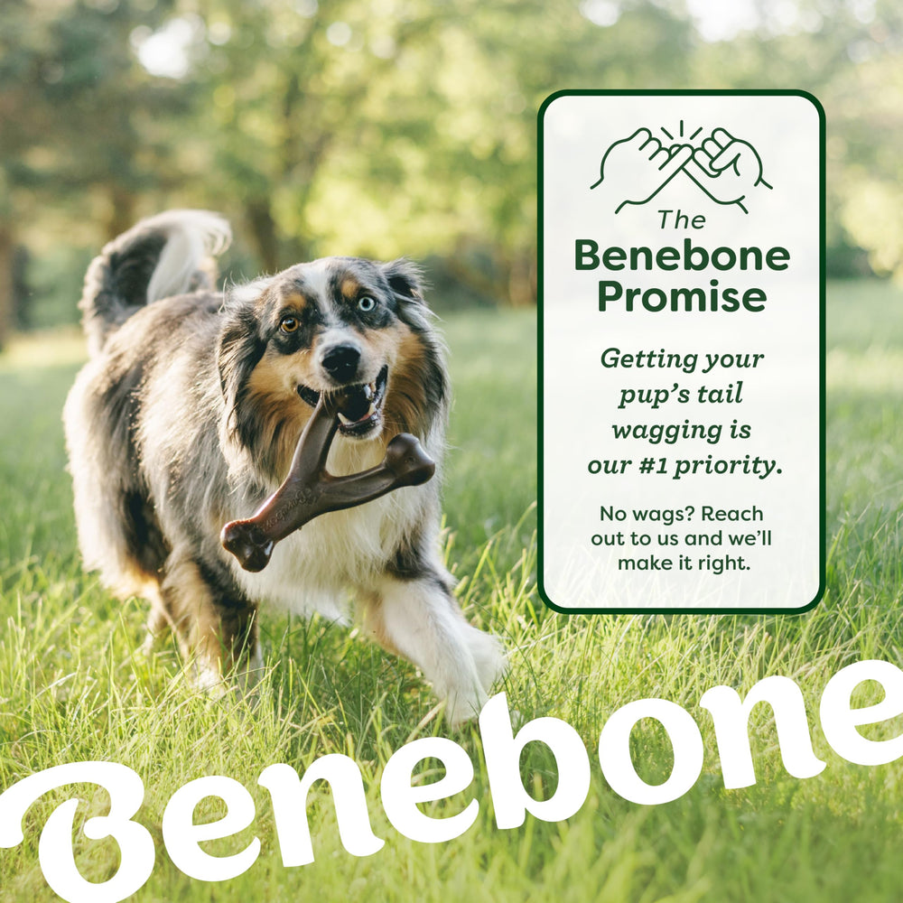 Benebone atención al cliente: soporte directo y responsable
