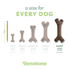 Benebone Bacon Stick hecho en Estados Unidos con producción local