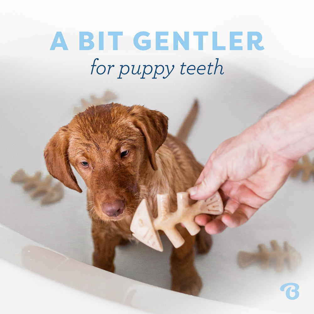 Benebone cachorros: sabor tocino para mordidas
