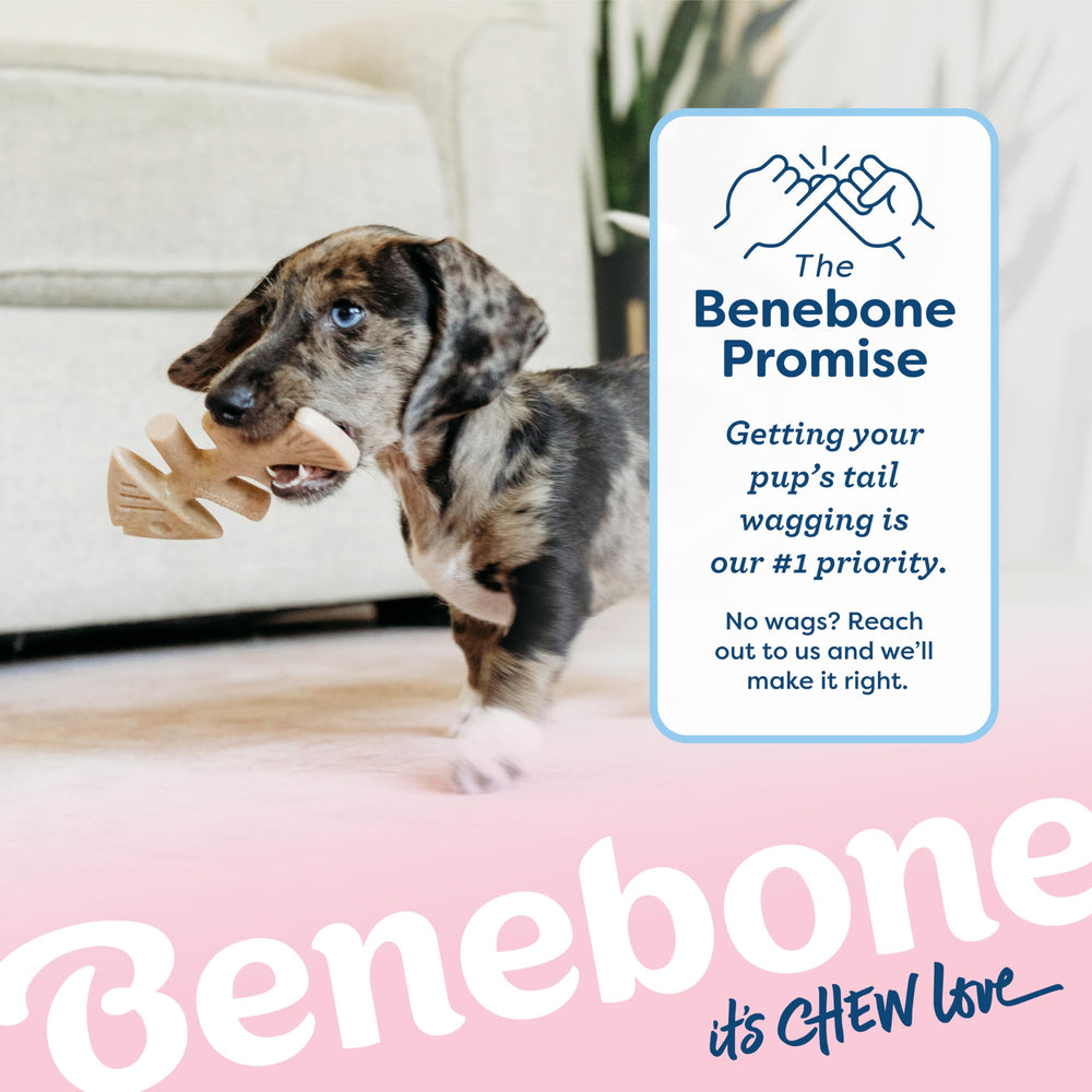 Benebone Puppy Fishbone, diversión segura para cachorros durante el juego.