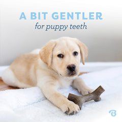 Benebone Puppy Maplestick masticable y duradero, ideal para todas las etapas de dentición.