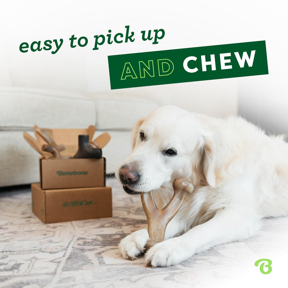 Juguete Benebone con agarre fácil para perros pequeños.