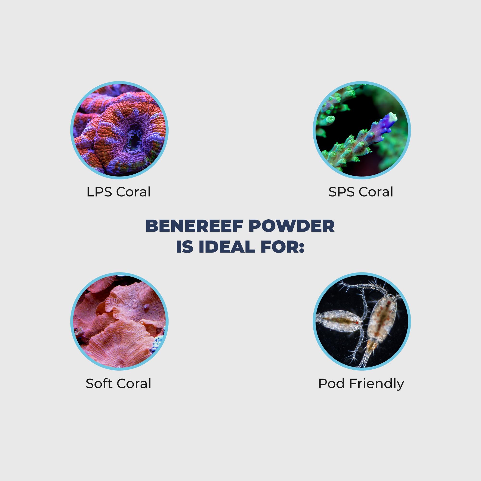 Benereef dispersión fácil en acuario marino.