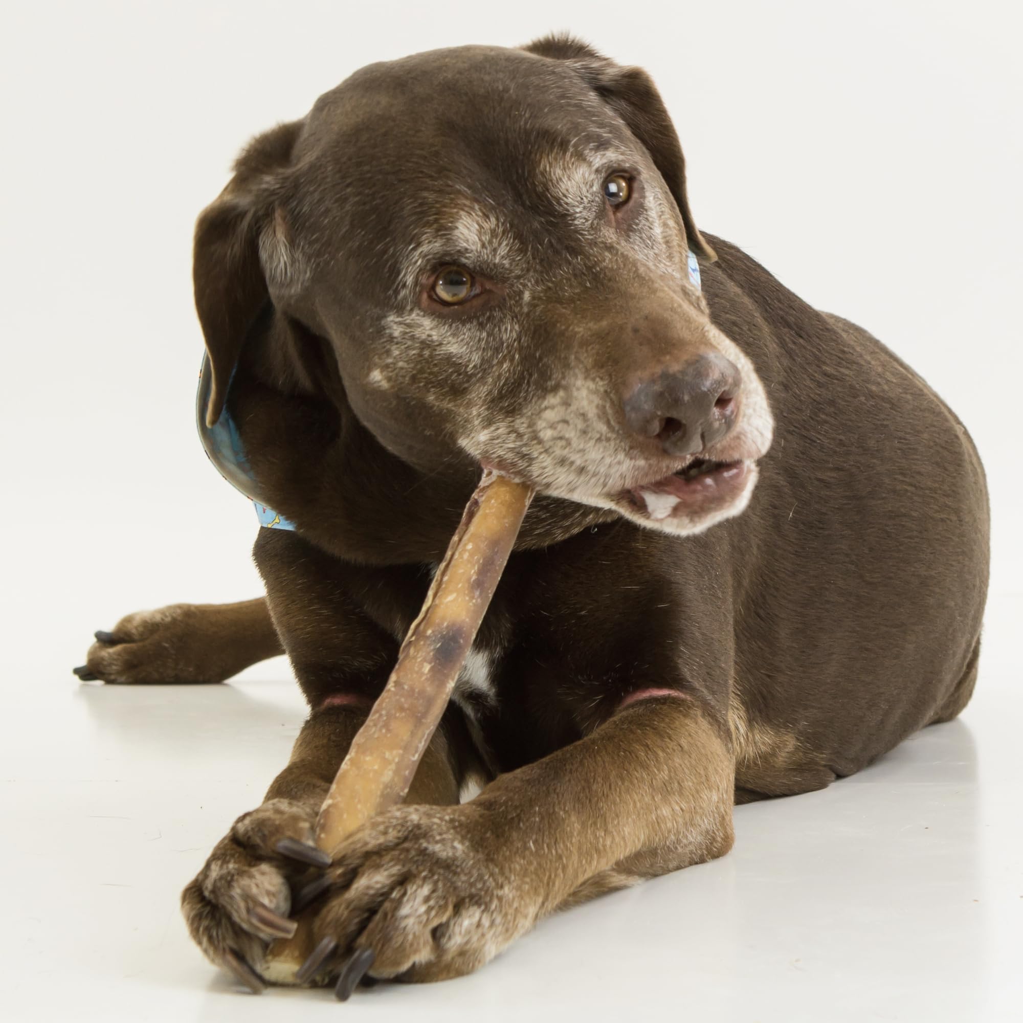 Best Bully Sticks jumbo ingrediente único, carne de res 100% para masticación segura.