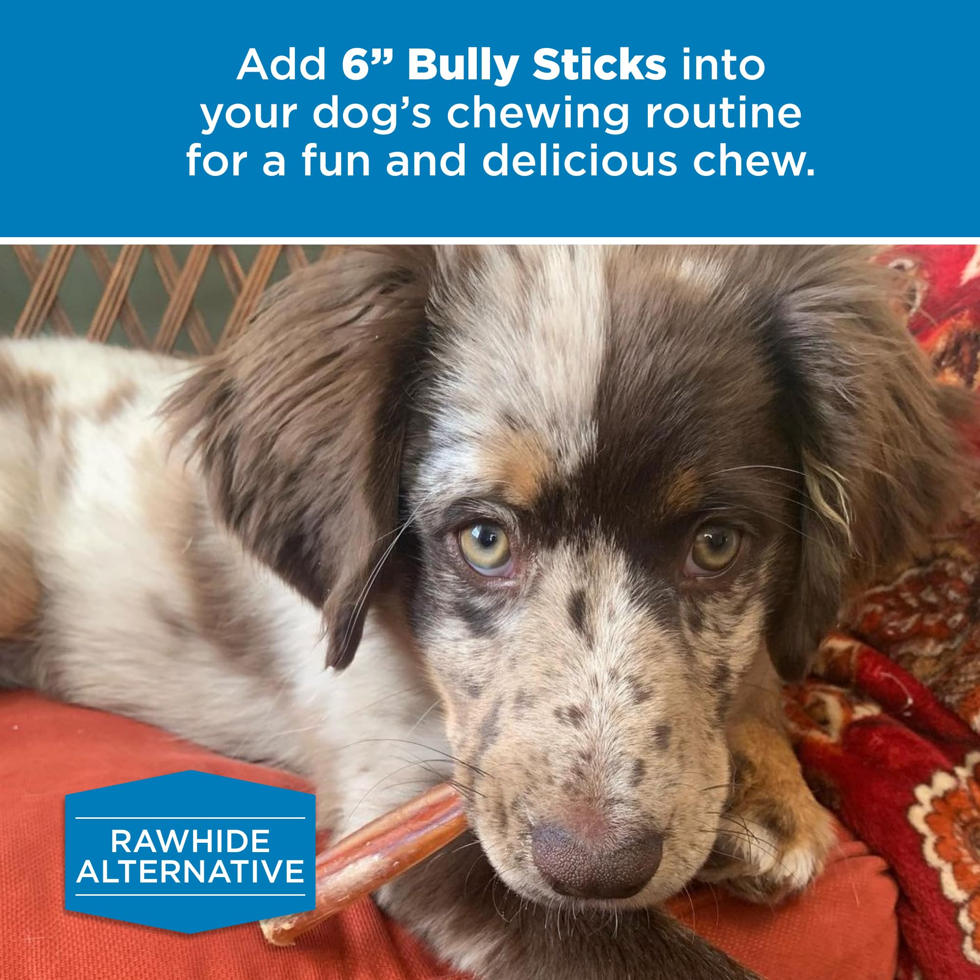 Best Bully Sticks perro disfrutando masticable, recompensa segura y sabrosa.