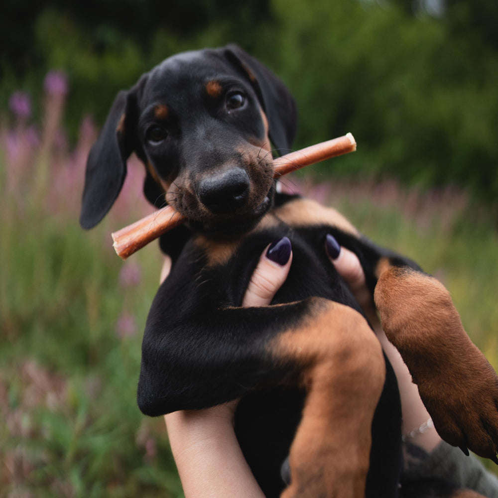 Best Bully Sticks promueve salud dental con reducción de placa