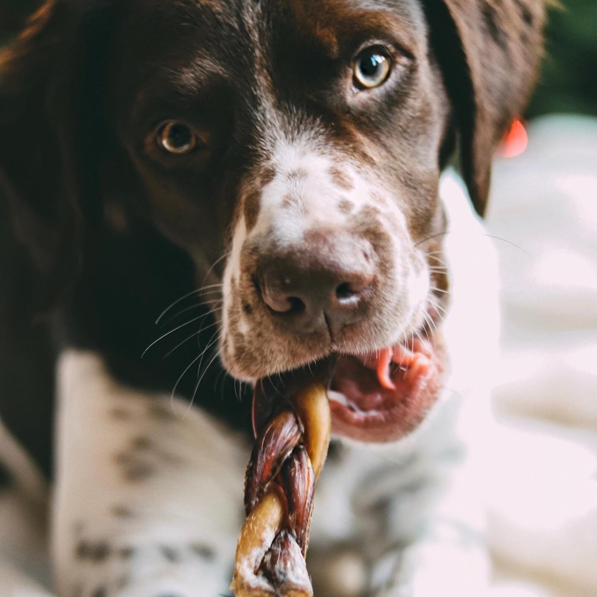 Best Bully Sticks, snack-saludable-grandes: alternativa sin granos para perros grandes.