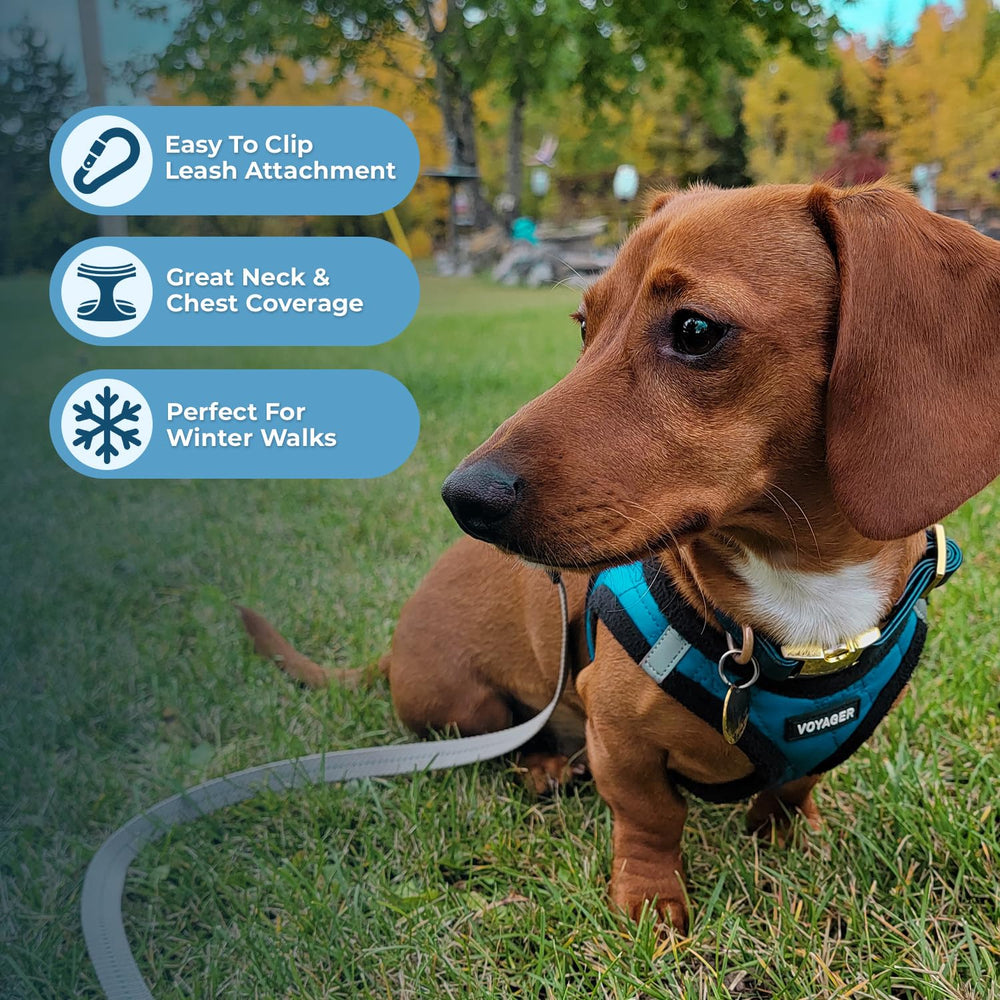 Best Pet Supplies: cierre de velcro y hebilla, ajuste seguro y cómodo.