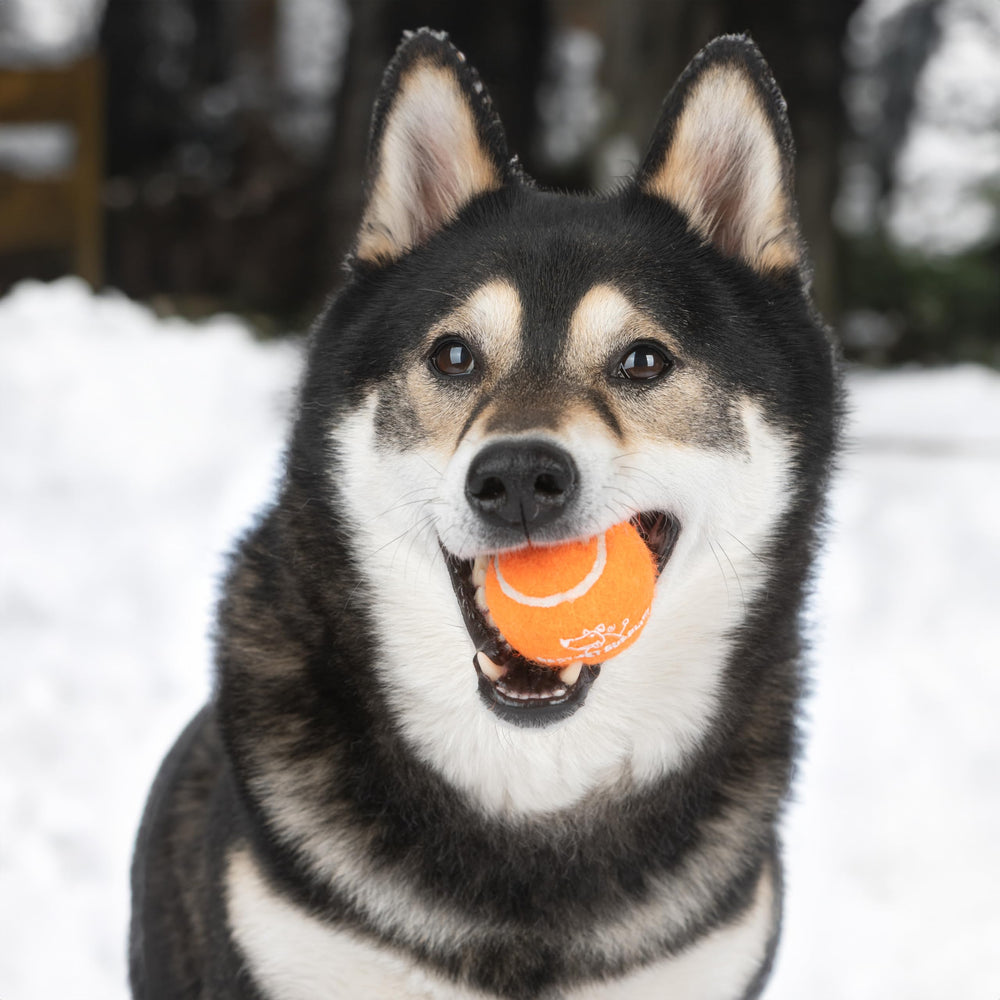 Best Pet Supplies bola para perros medianos, ideal para entrenamiento ligero