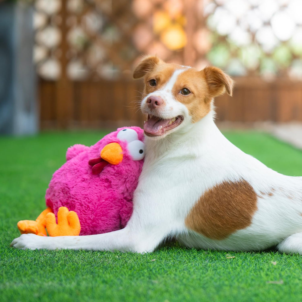 Diseños animales cuatro de Best Pet Supplies Cluck para variedad de juego.