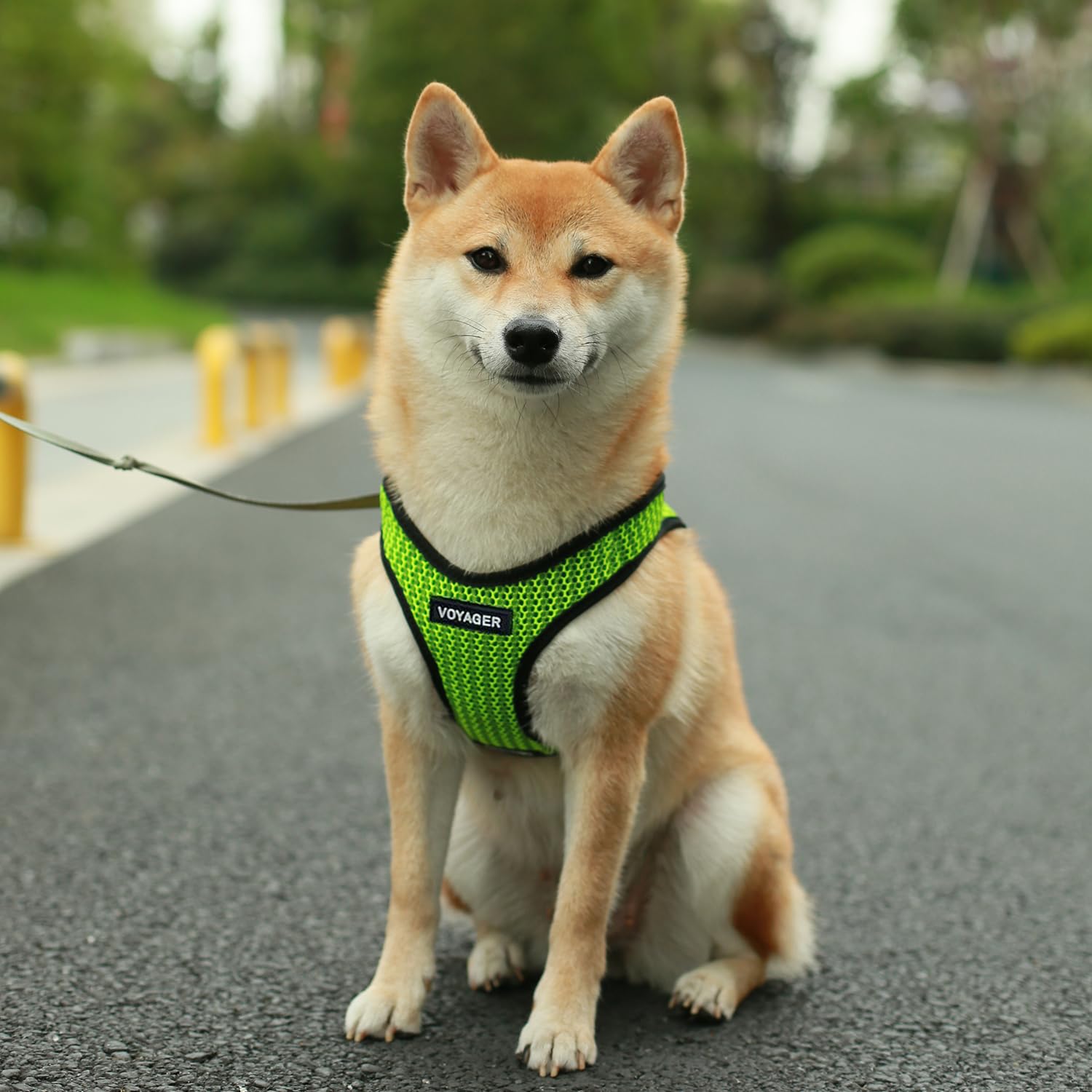Guide des tailles Best Pet Supplies Voyager pour un ajustement précis.