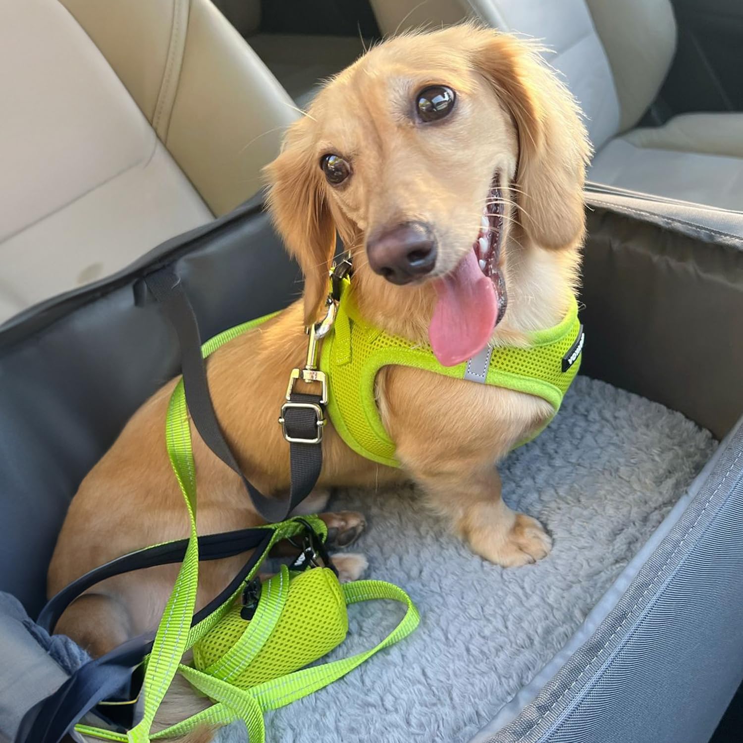 Voyager Best Pet Supplies – bandes réfléchissantes pour promenades en soirée.