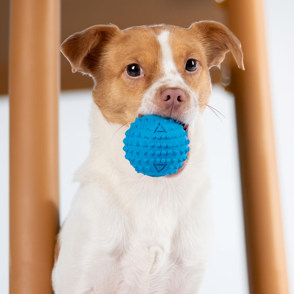 Best Pet Supplies bola espinosa para lanzar y juego de buscar.
