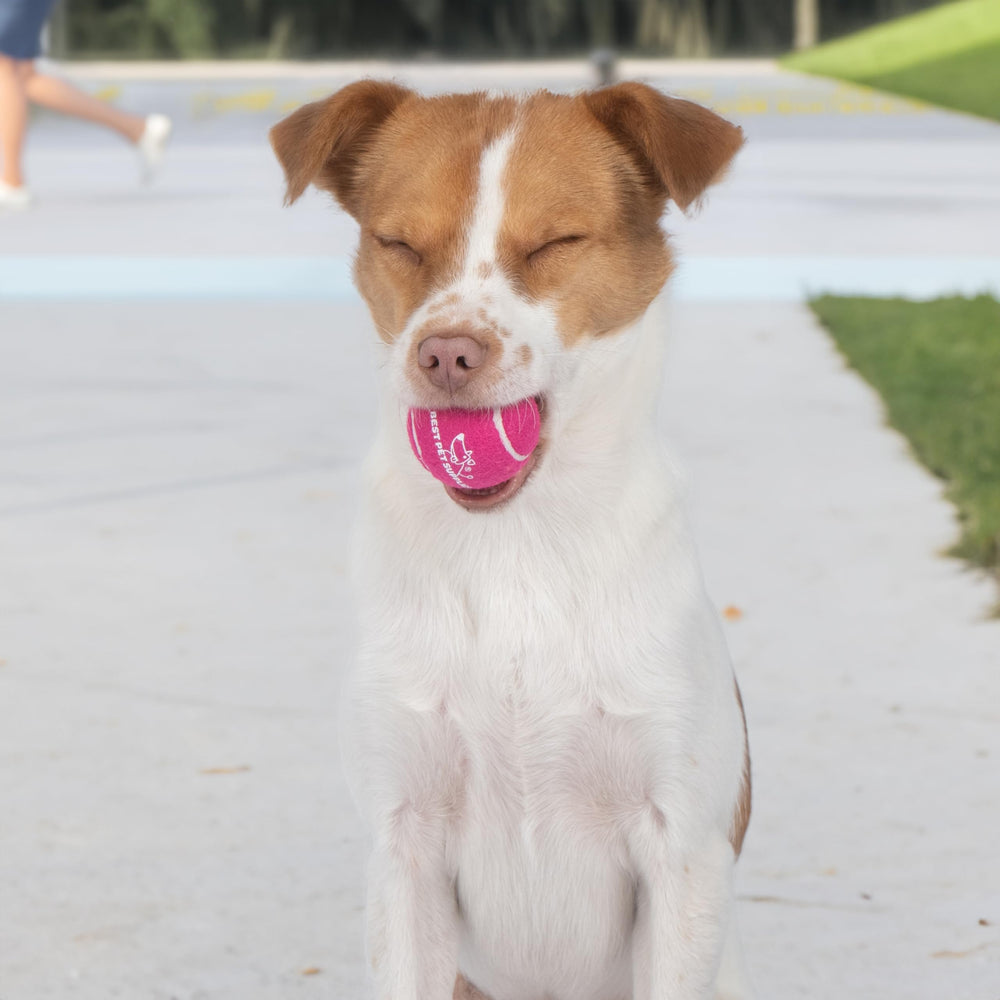 Best Pet Supplies regalo perfecto para fortalecer el vínculo con tu mascota durante el juego.