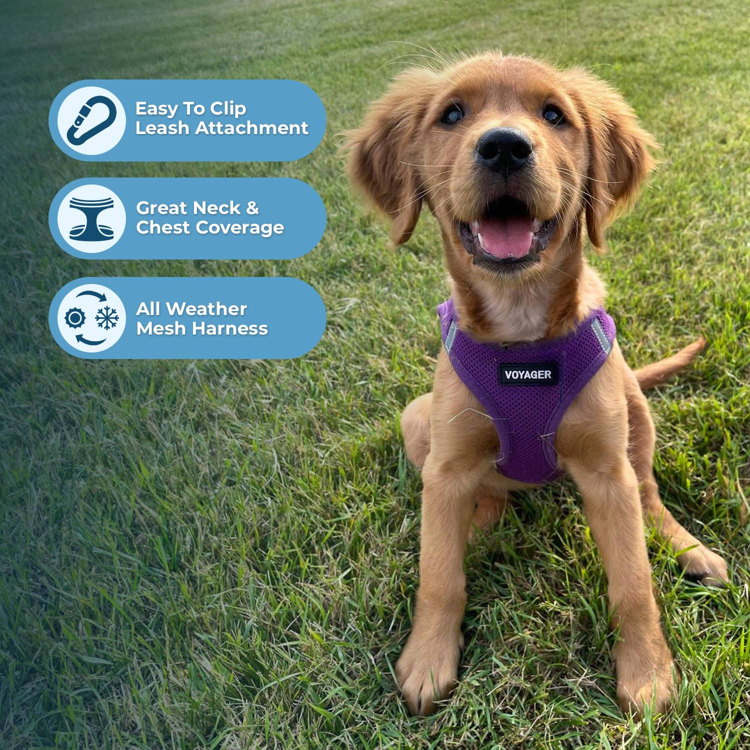 Best Pet Supplies Voyager arnés-aire con sujeción doble-D para mayor seguridad.